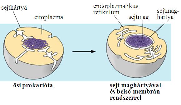 Transzportfolyamatok I 1 18. TRANSZPORTFOLYAMATOK I. Transzport a sejtmaghártyán keresztül. Fehérjeszállítás a mitokondriumba és az endoplazmatikus retikulumba.