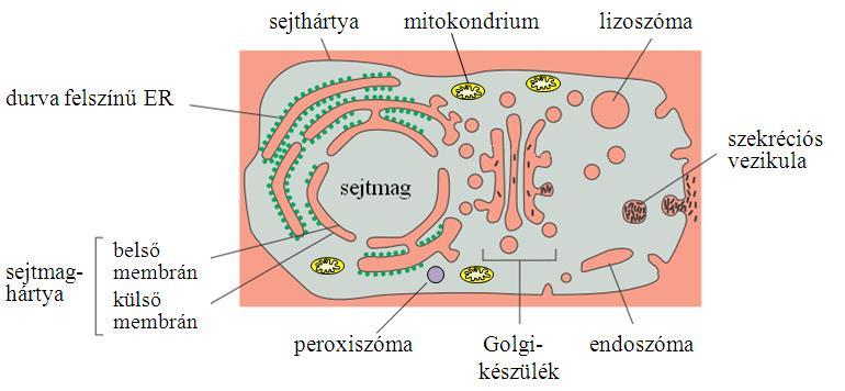 Lippai Mónika BEVEZETÉS Az eukarióta sejt belsejében, a prokariótákkal szemben, sokféle, különböző funkciójú membránhatárolt teret kompartimentumot találunk.