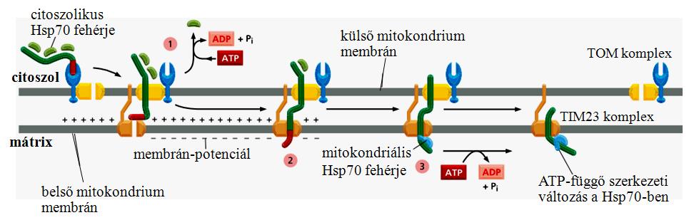 Transzportfolyamatok I 6 18.10. ábra. A mitokondrium mátrixába történő szállítás energiaigénye.