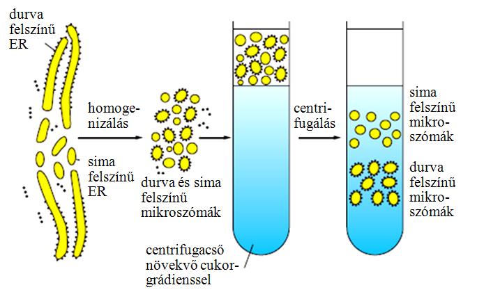 : A mitokondrium belső membránja mentén kialakult membrán-potenciál is szükséges a fehérje transzlokációjához.