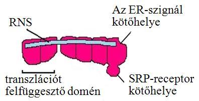 Transzportfolyamatok I 7 A fehérjék útja az endoplazmatikus retikulumig Az izolált mikroszómákkal végzett vizsgálatoknak köszönhetően az első, még a 70-es évek elején felfedezett,