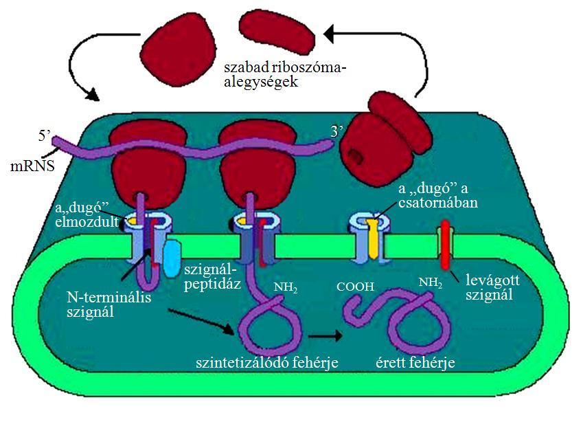Transzportfolyamatok I 8 A riboszómához csatlakozott SRP és receptorának kölcsönhatása akkor igazán tartós, ha mind az SRP (egyik fehérjekomponense révén), mind az SRPreceptor GTP-kötött állapotban