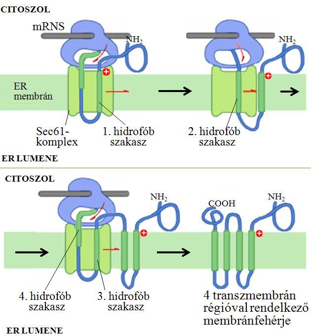 Transzportfolyamatok I 9 Ahogy az már a korai kísérletekből is kiderült, az ER-be irányító jel nincs rajta a transzlokonon átjutott érett fehérjén.