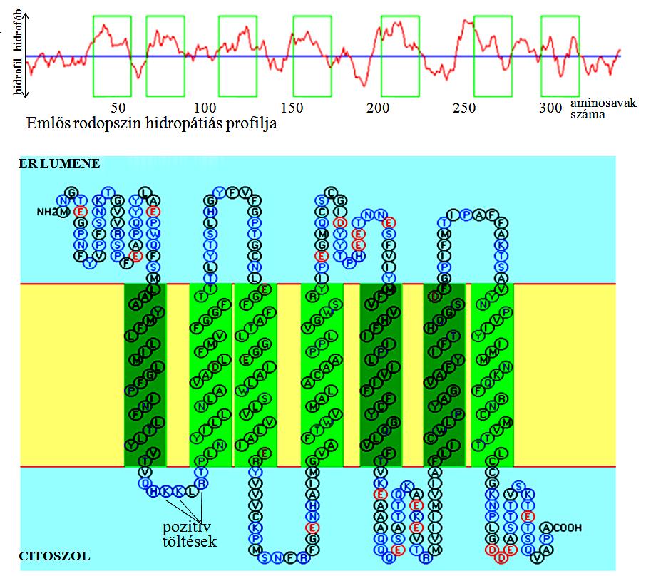 Transzportfolyamatok I 10 18.17. ábra A rodopszin hidropátiás profilja (fent), és transzmembrán doménjeinek pontos elhelyezkedése a membránban (lent).