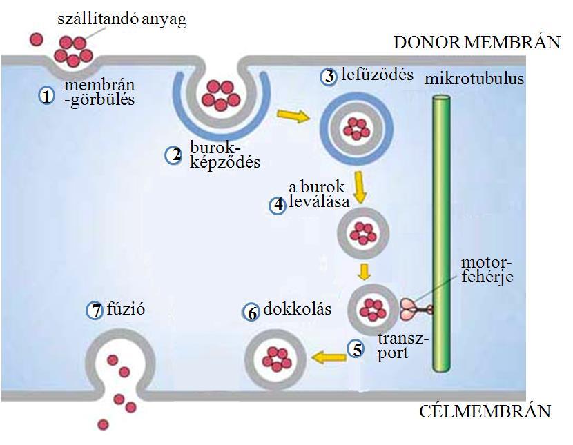A szekréciós út: az endoplazmatikus retikulumtól a sejthártyáig. Lizoszomális fehérjék transzportja. Endocitózis: a folyamat állomásai.