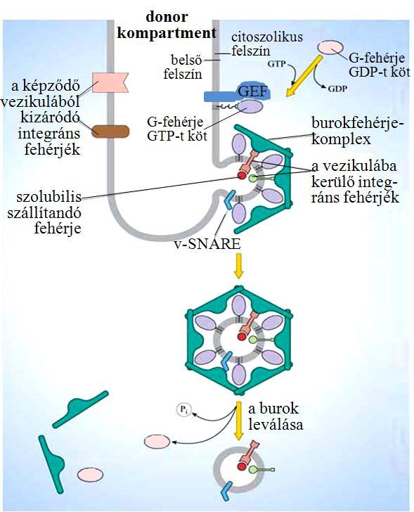 burokfehérjék vesznek részt (lásd 19.20. ábra). Ezek különböznek az eltérő irányokba közlekedő vezikulákon.