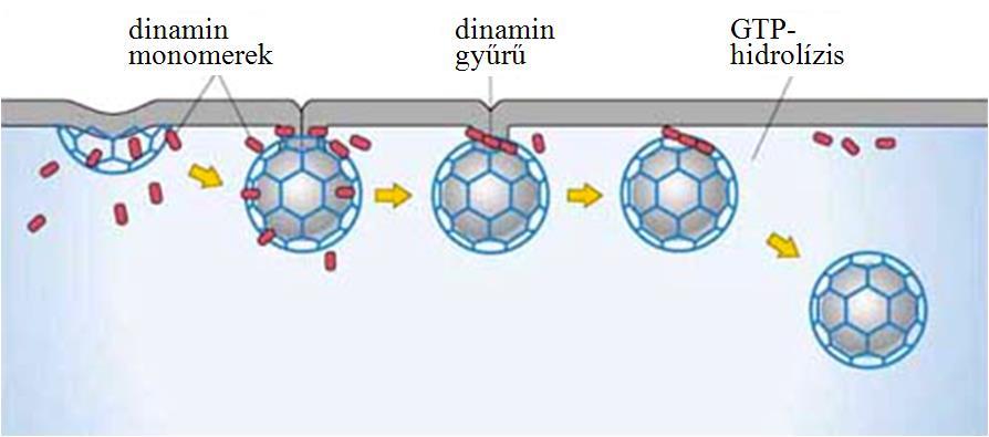 A vezikula leválását a dinamin nevű motorfehérje teszi lehetővé. Sok dinamin spirálszerűen körbeveszi a nyakrégiót, GTP-hidrolízis hatására megnyújtva, majd elszakítva a nyakat a donormembrántól.