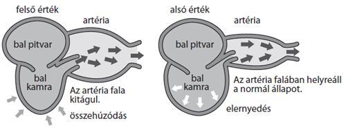 A vérnyomás állandóan változik A vérnyomás értéke függ a kortól, nemtől, és más egyéb tényezőktől.