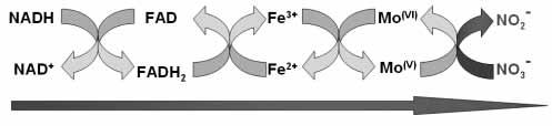 4. ábra: A nitrát reduktáz rendszer sematikus ábrája és folyamatai A szekunder-aminok (esetenként primer és tercier aminok is) a nitritekkel stabilis N-nitrozo-származékot adnak (5. ábra): 5.