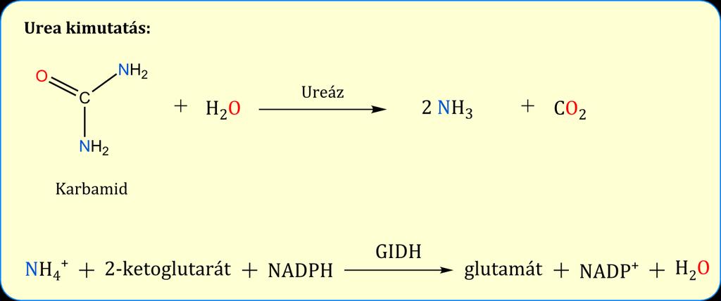 Urea meghatározás Ureáz-glutamát