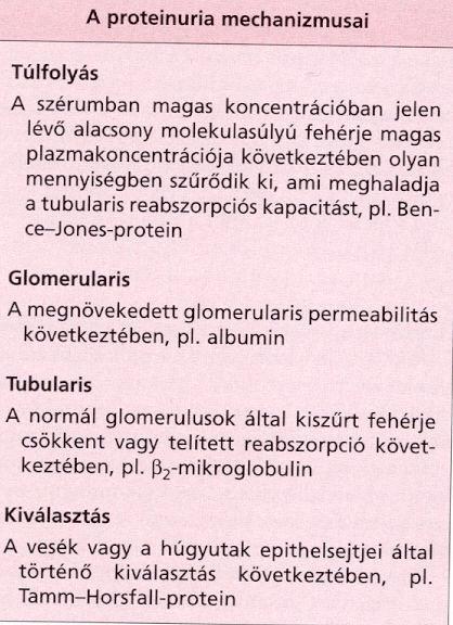 Továbbá kizárandó: orthostaticus proteinurea 500 mg/nap alatt követés felette további vizsgálatok (ultrahang,