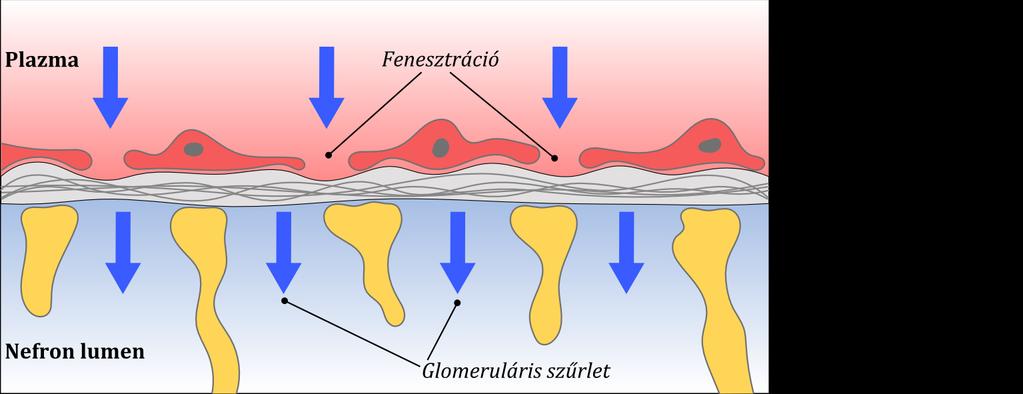 Magas nyomású szűrő: - kapilláris endothelsejt - basalis membrán - nephron