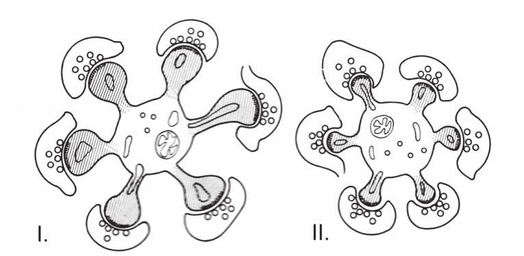 10. ábra: Harmadlagos Purkinje dendritek keresztmetszete kontroll (I) és atrófiás (II) kisagykéregben Jól látható, hogy az átvágott oldalon a dendrittüskék kisebbek.