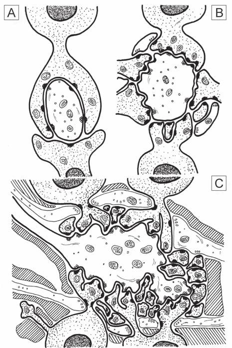 11. ábra: A fejlődő (A és B), valamint a kifejlett kisagy glomerulus sémás ábrája (C) A = protoglomerulus 6-12 napos patkány kisagykéregben.