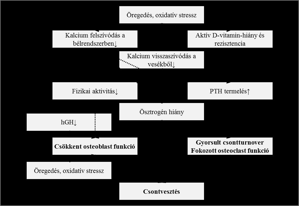 3. ábra Az involutiós osteoporosis patogenesise Gyors csontvesztés a menopauza körül kialakuló hormonhiány következménye.