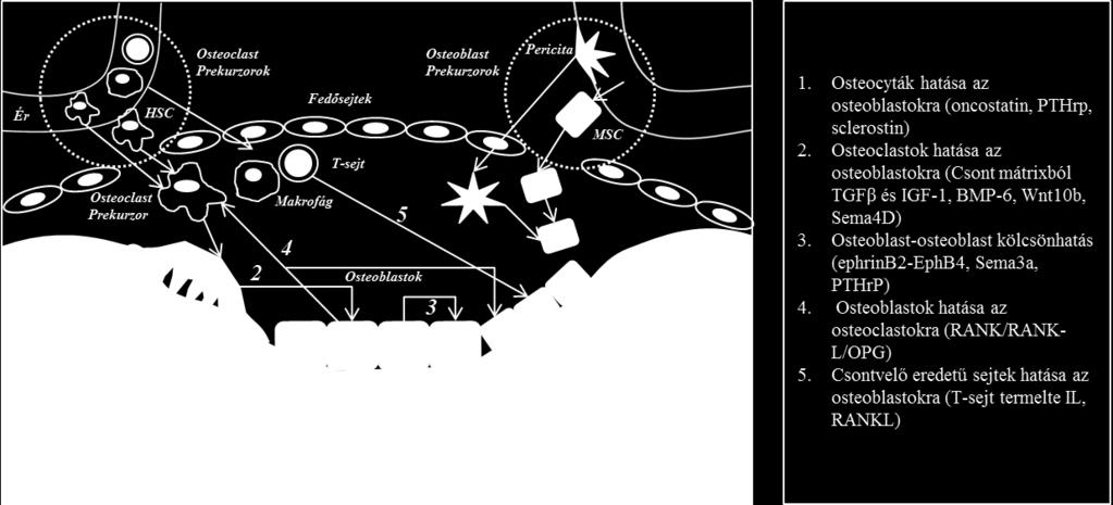Osteoblastok inkább az osteoclast aktivitást gátló OPG termeléssel szabályozzák az osteoclastok érését (36).