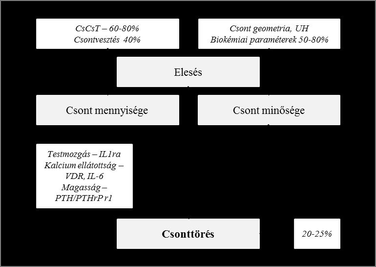 9. ábra Az osteoporosis kialakulására ható genetikai tényezők hatása százalékban kifejezve Az osteoporosis komplex megbetegedés, a több génen keresztül érvényesülő genetikai hatás mellett számos