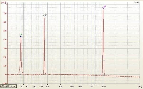 PCR-