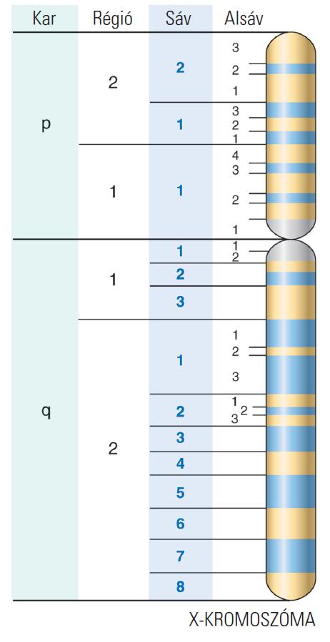 CITOGENETIKA A KROMOSZÓMÁK