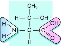 Arg R Asparagine Asn N Aspartic acid Asp D Cysteine Cys C Glutamic Acid Glu E