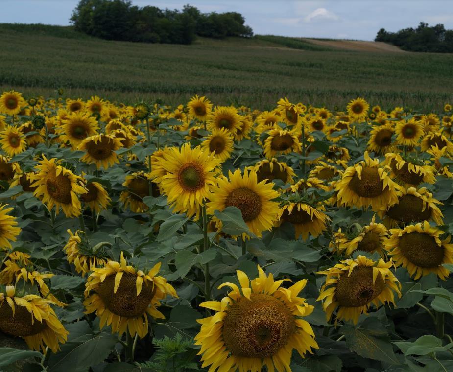 8 A