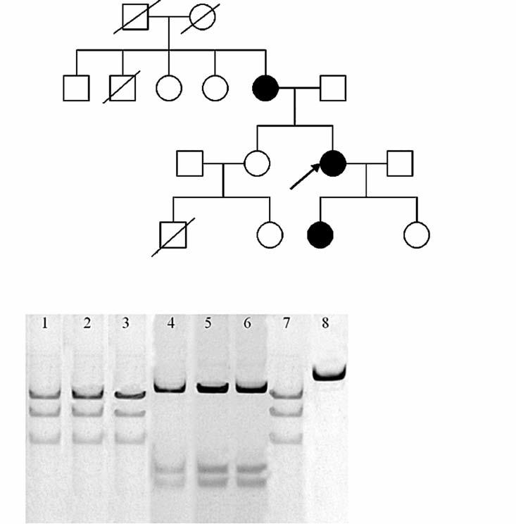 II/1 II/2 II/3 II/4 II/5 II/6 III/1 III/2 III/3 III/4 IV/1 IV/2 IV/3 IV/4 b) 1. III/3 izom 2. III/3 vér 3. IV/3 vér 4. III/2 vér 5. Negatív kontroll 6.