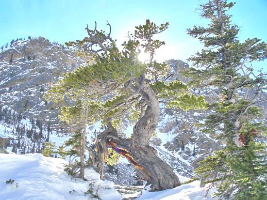 és vannak hosszúéletű fák Pinus aristata Black Mountain in Colorado, was found to have at