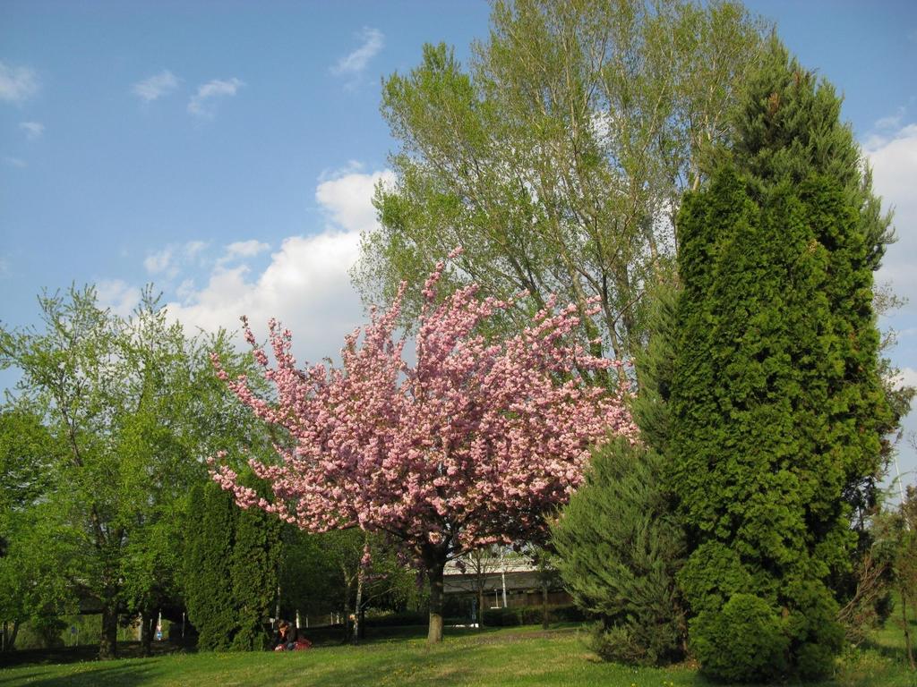 Óbuda,