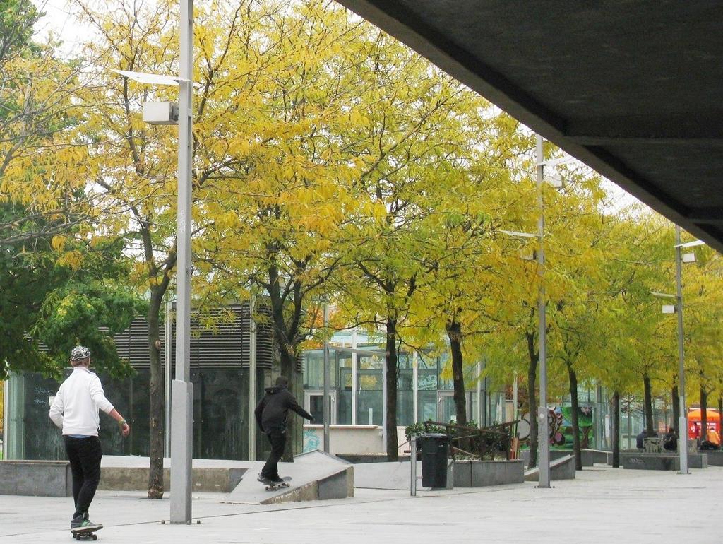 Gleditsia triacanthos f.