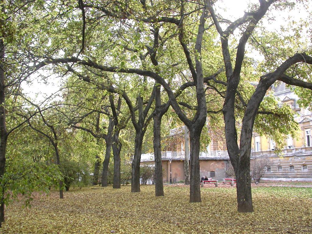Celtis occidentalis fasor, Budapest,