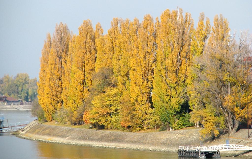 Nyárfák novemberi napsütésben,