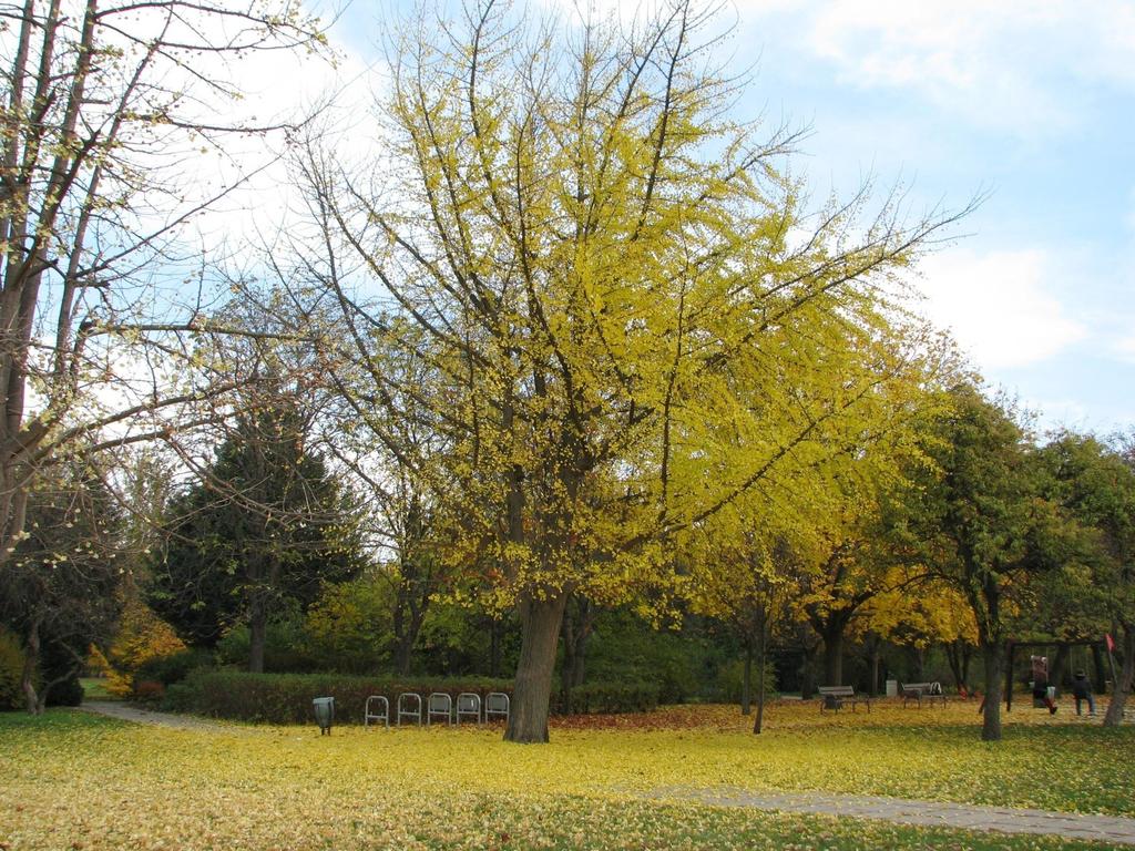 Gingko biloba lombhullás,
