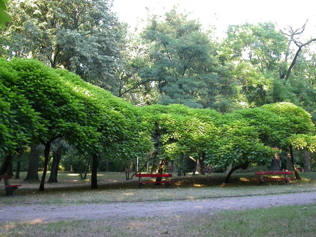 Catalpa bignonioides