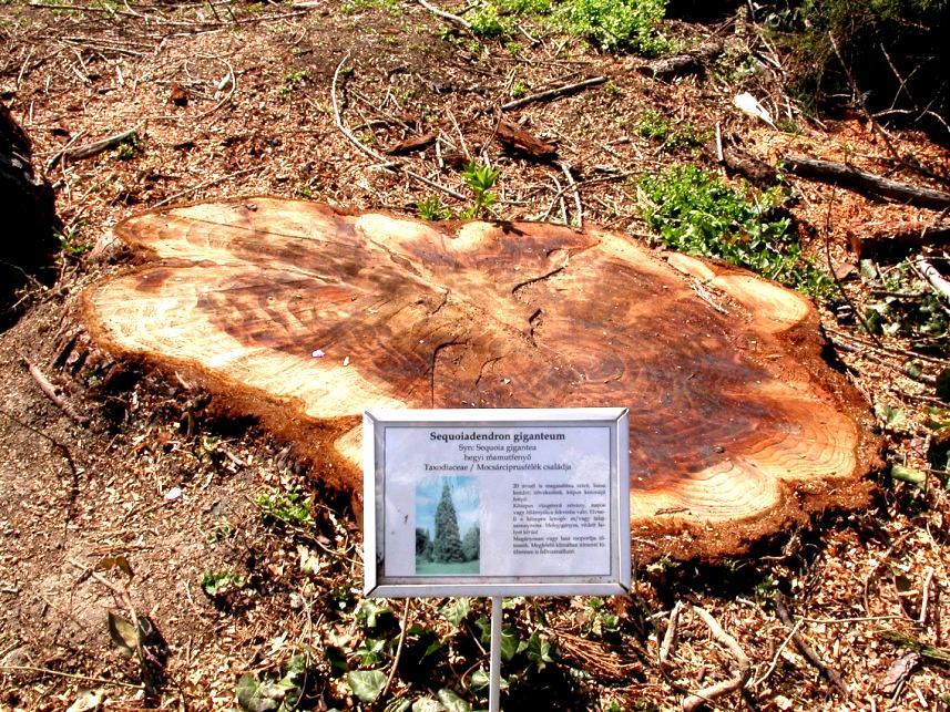 giganteum