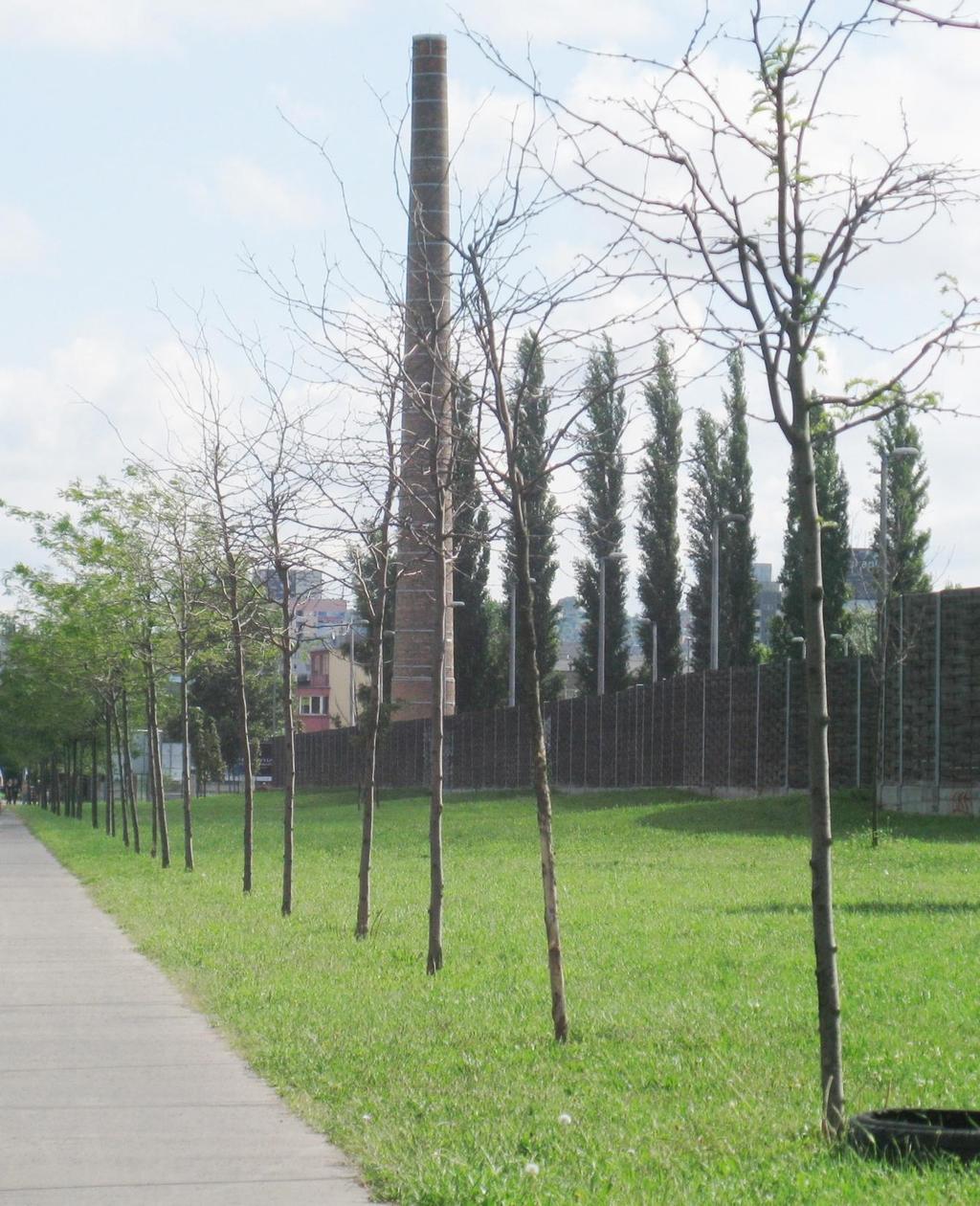 az ember és a fák kapcsolata Gleditsia