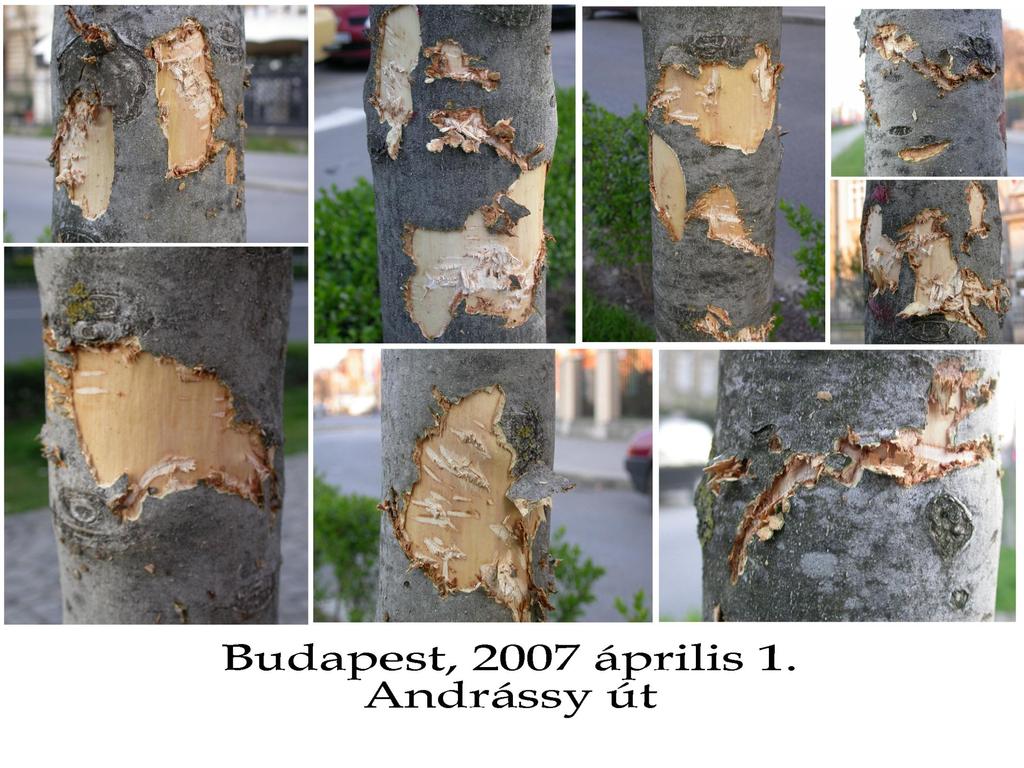 az ember és a fák