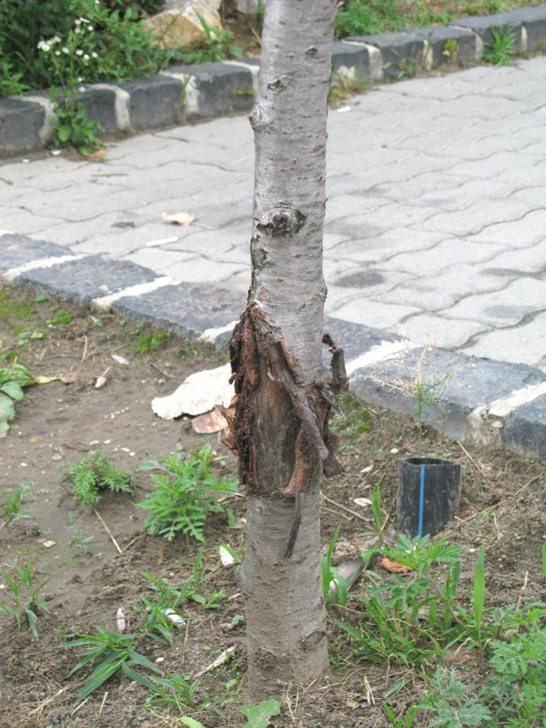 fák, Óbuda, 2012 az