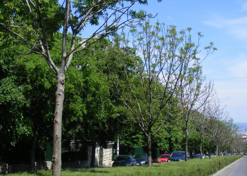 pusztuló fiatal köris fasor, 2012, Bp. II. ker.