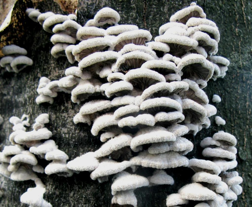 Schizophyllum commune