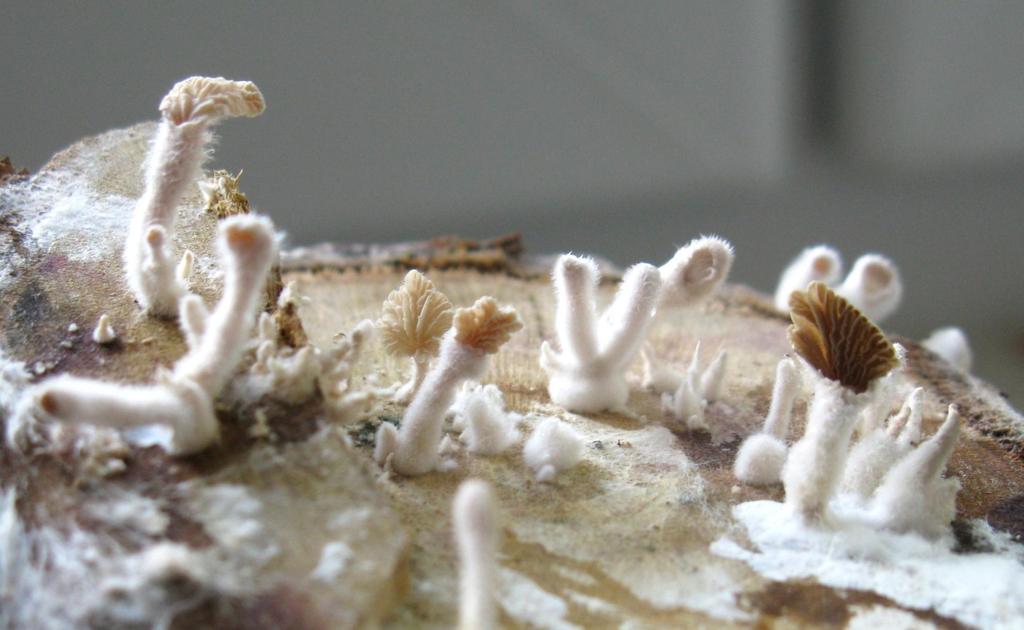 1815 (Basidiomycetes,