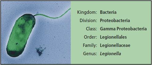 A Legionella rendszertani besorolása Species: Legionella pneumophila Ország Törzs Osztály Rend Család