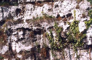1976). 2. kép. Mészkõpaplan részlete a Hilton szálló alatt A mollusca fauna megjelenése szerint az édesvízi mészkövet lerakó források 30-35 fokosak lehettek.