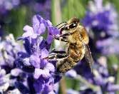 Ültess a kertedbe a méhek által kedvelt