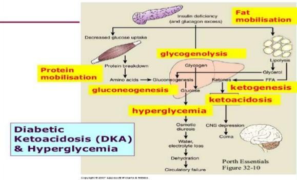 Ketoacidosis: - Inzulinhiány és ellenregulációs hormonok (katekolaminok, kortizol, glukagon és GH) magasak - Katabolizmus!