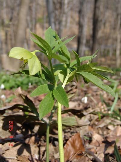 Hellebori radix / rhizoma Hatvani Hatvani