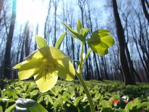 (Ranunculaceae) HA.