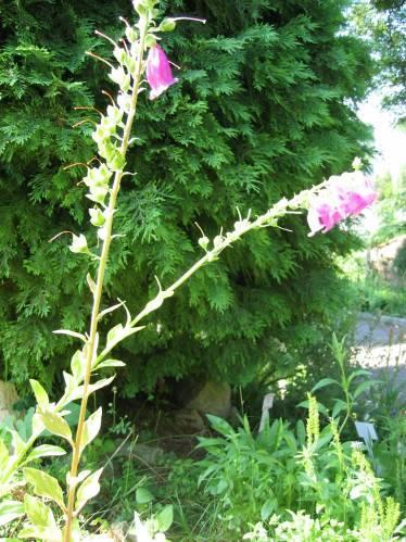 Digitalis purpureae folium