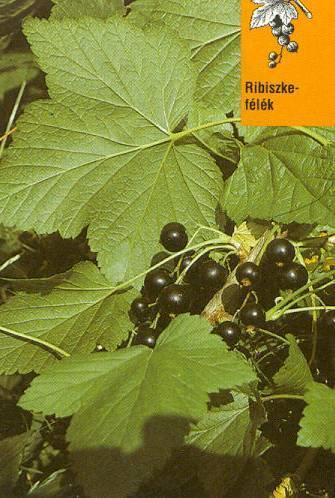 Ribes nigrum L. (Grossulariaceae) HA.