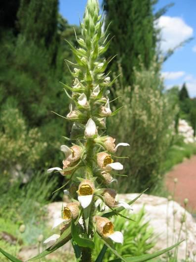 Digitalis lanatae