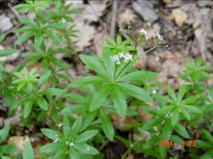 Galium odoratum